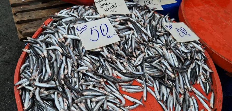 Tekirdağ'da hamsinin kilosu 50 liraya kadar düştü