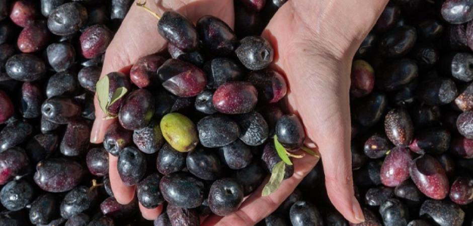 Marmarabirlik'ten yeni karar: Kota uygulaması kaldırıldı!