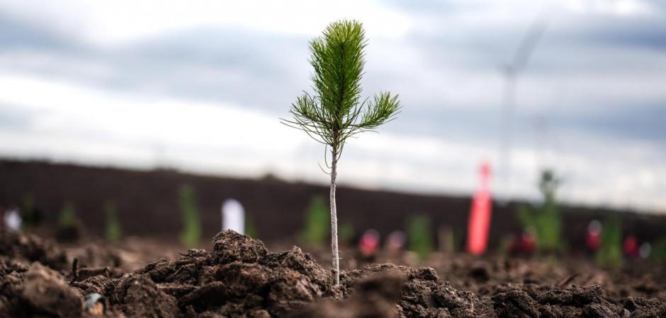 11 Kasım Milli Ağaçlandırma Günü'nde çifte rekor!