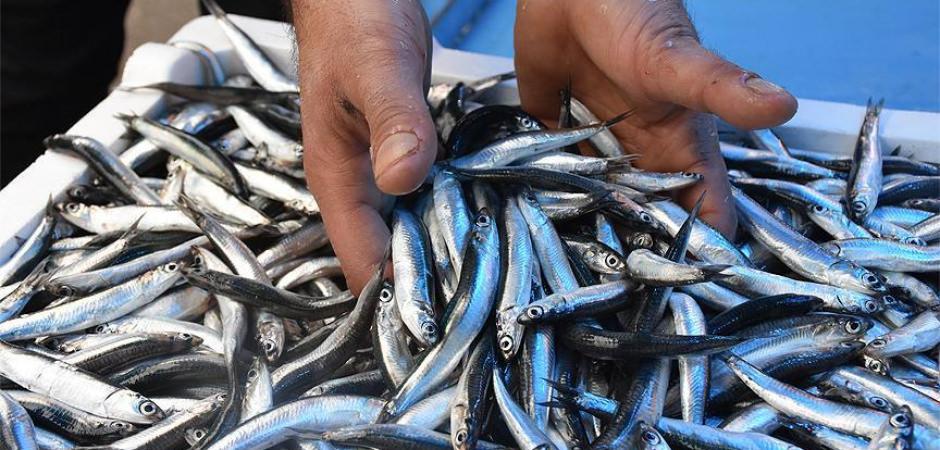 Hamsinin fiyatı düştü, ilgi arttı!