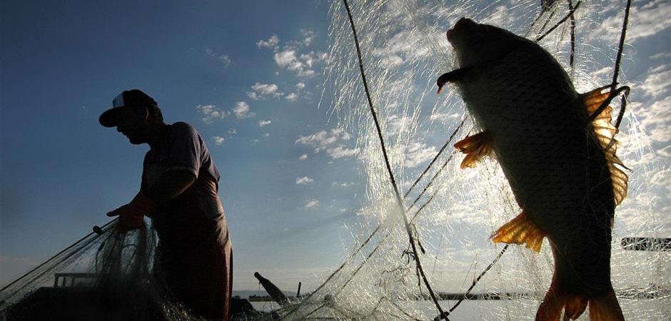 Türkiye'nin denizleri alarm veriyor! Balık türleri azalıyor