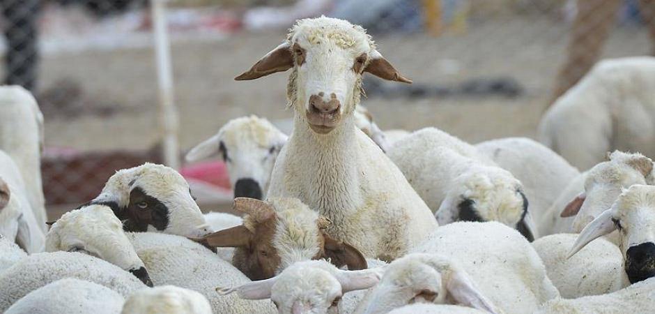 Üreticiye müjdeli haber: Çiftçinin yüzünü güldürecek destek programı açıklandı