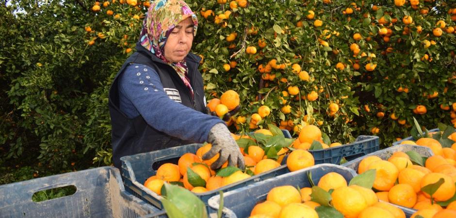 Tarlada çürümek üzereydi! 320 ton mandalina sofralara ulaştı