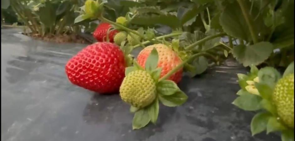 Mersin'de &ccedil;ilekte kış hasadı: Bah&ccedil;ede kilogramı 130 TL