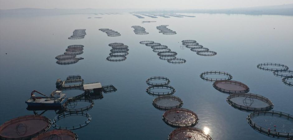 Fırat'tan Havyar ve somon fışkırıyor! Artık pazarda biz de varız! 