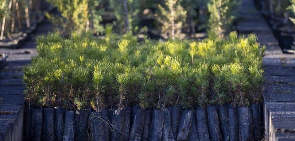 T&uuml;rkiye'de ge&ccedil;en yıl 517 milyon fidan ve tohum toprakla buluştu