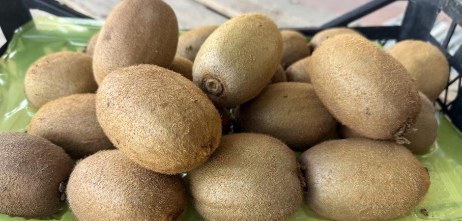 Grip salgını talebi patlattı Avrupa'nın dikkatini &ccedil;ekti! Kivilerin tanesi 220 gram geliyor