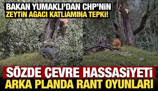 Bakan Yumaklı'dan CHP'nin zeytin ağacı katliamına tepki!
