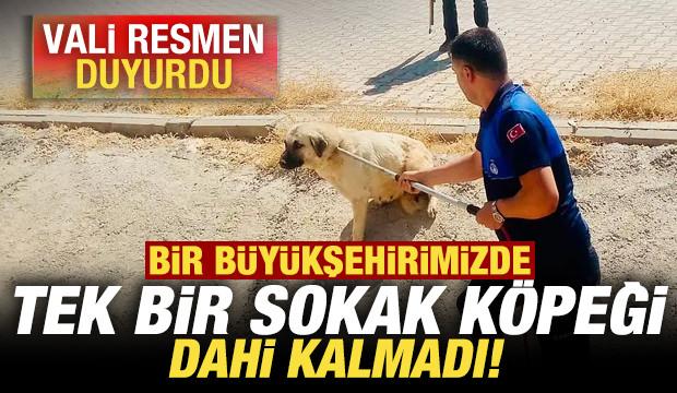Vali resmen duyurdu! Bir b&uuml;y&uuml;kşehrimizde tek bir sokak k&ouml;peği dahi kalmadı