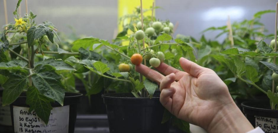 Koloni planlarına T&uuml;rk imzası: Ay ve Mars toprağında domates yetişti!