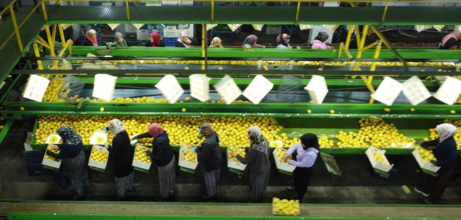 Y&uuml;zde 70'ini kadınlar &uuml;retiyor: T&uuml;rkiye'nin limon deposunda son hasat Fiyatı beşe katlandı