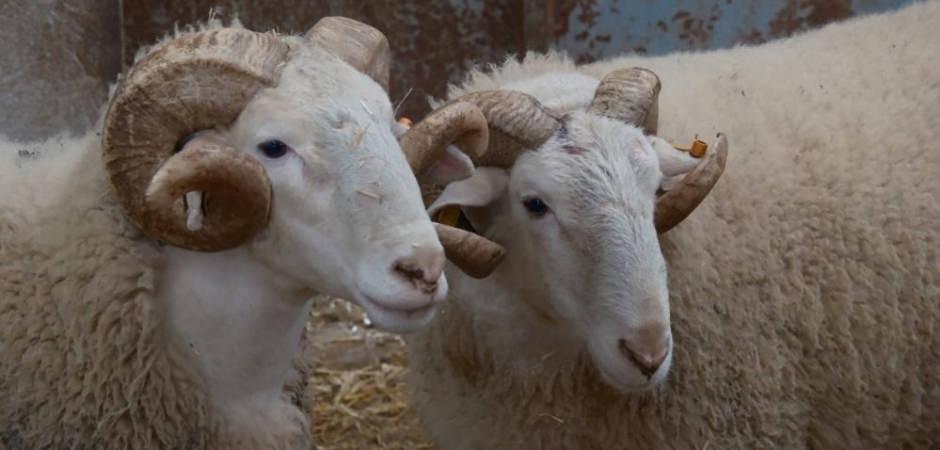 T&uuml;rkiye'nin en değerli ko&ccedil;ları rekor fiyatlara satılıyor