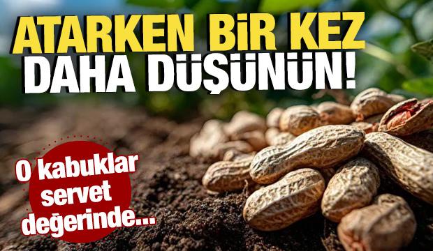 Atarken bir kez daha d&uuml;ş&uuml;n&uuml;n! O kabuklar servet değerinde