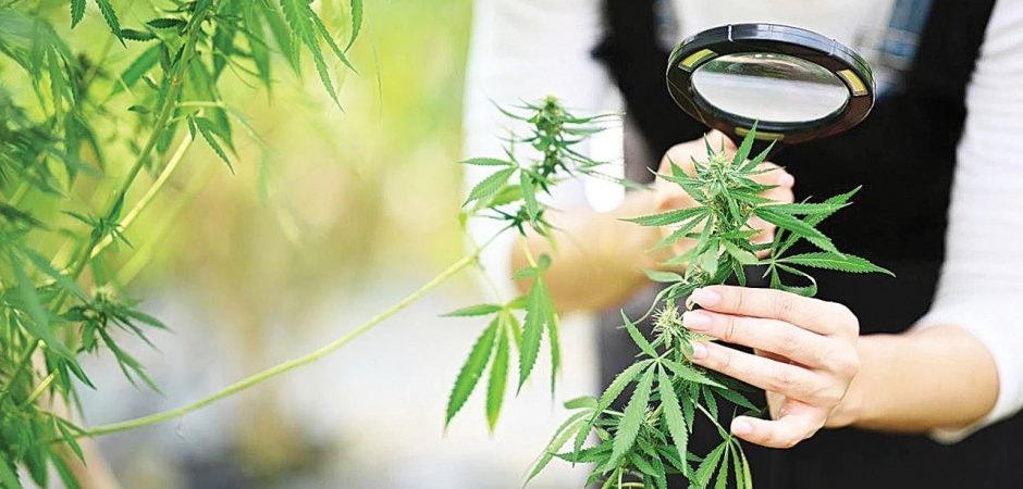 Kenevir &uuml;retiminde yeni d&ouml;nem: Kota ve denetim esaslı model devreye girdi