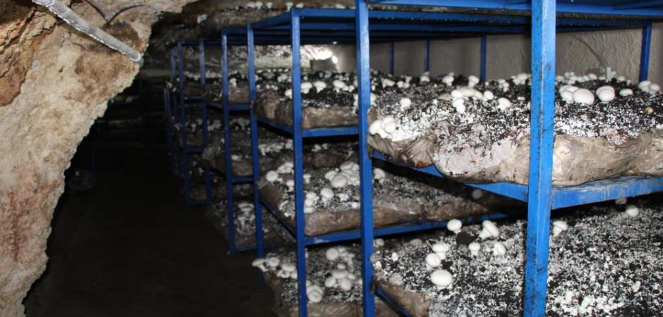 Dededen kalma mağaraya tesis kurdu: Yılda 3 ton &uuml;retiyor