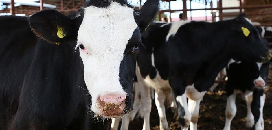 B&uuml;y&uuml;kbaş ve k&uuml;&ccedil;&uuml;kbaş piyasası belli oldu: İşte 2026 kurbanlık fiyatları