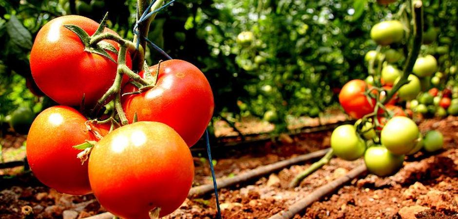 Tarlada "bedava" olan domatesin İstanbul'a girişi 20 TL!