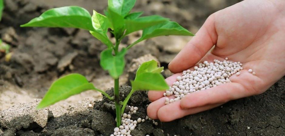 G&uuml;bre krizi, k&uuml;resel gıda &uuml;retimini tehdit ediyor