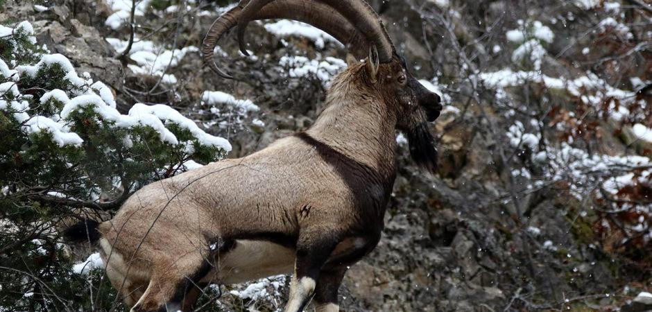 Yılda bir yavru doğuruyor: Bu hatayı yapan Araba parasına ke&ccedil;i sahibi oluyor