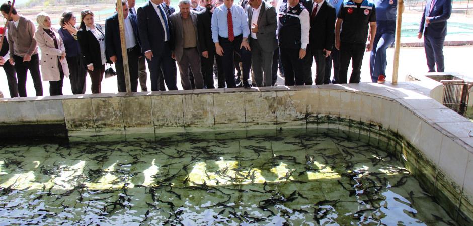 "Siyah İnci" Karadeniz'e salınıyor! Kilosu 90 bin lira: Sayı 30 bini aştı