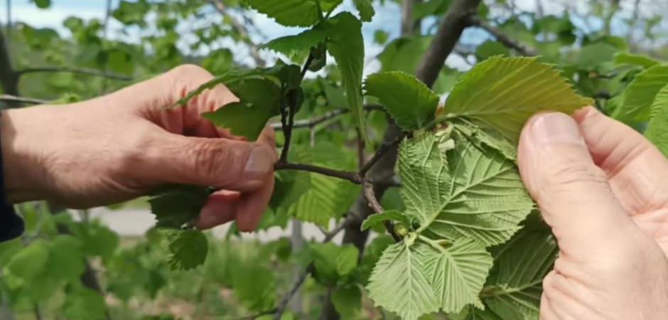 Fındıkta verim d&uuml;ş&uuml;kl&uuml;ğ&uuml; maliyeti artırıyor