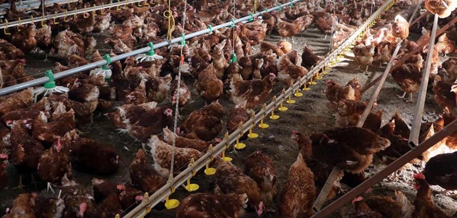 T&Uuml;İK a&ccedil;ıkladı: K&uuml;mes hayvancılığında &uuml;retim rekora koşuyor!