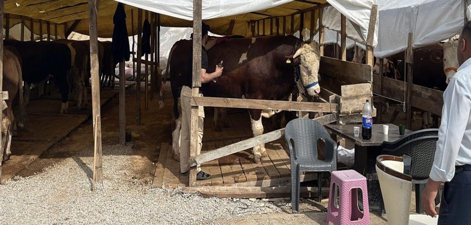 1 tonluk kurbanlık boğa &lsquo;Şampiyon&rsquo;, 420 bin TL&rsquo;den satışa &ccedil;ıkarıldı