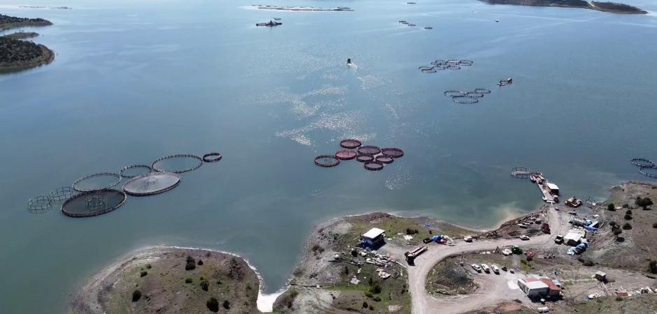 Karadeniz&rsquo;e rakip &ccedil;ıktı: Bozkırın ortasında yetiştirip Avrupa'ya satıyorlar!