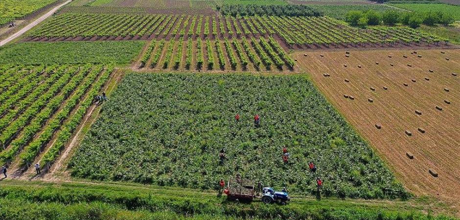 Bakan Yumaklı duyurdu: &Uuml;reticilere 374,7 milyon liralık IPARD-III &ouml;demesi hesaplarda