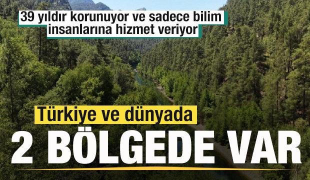 39 yıldır korunan ve sadece bilim insanlarına hizmet veren orman! 