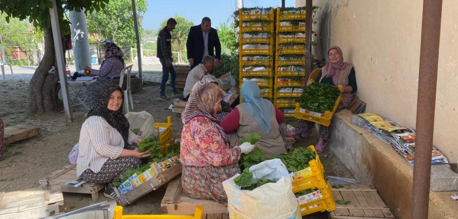 Meyvesi de para yaprağı da: "Yeşil altın" hasadı başladı!