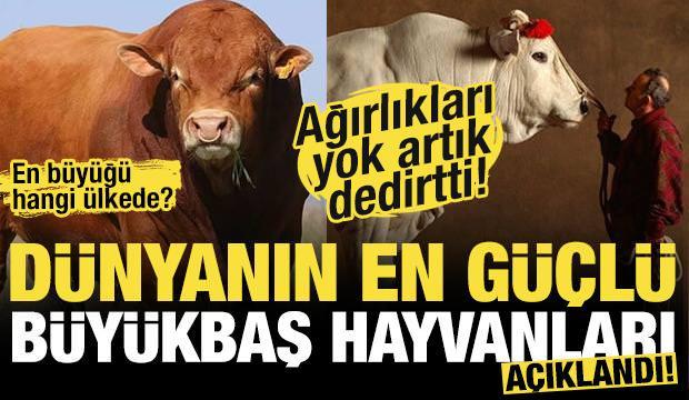 Kurban Bayramı yaklaşıyor! İşte d&uuml;nyanın en b&uuml;y&uuml;k ve en g&uuml;&ccedil;l&uuml; b&uuml;y&uuml;kbaş hayvanları!