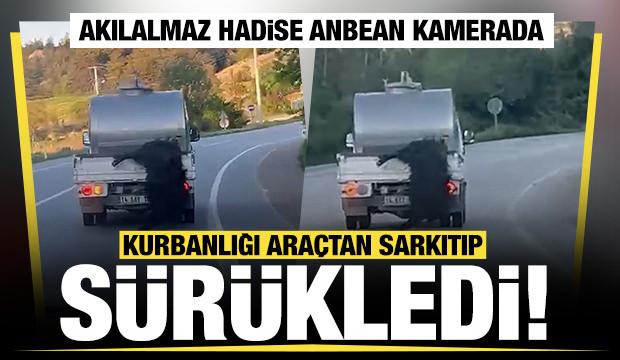 Akılalmaz hadise! Kurbanlığı ara&ccedil;tan sarkıtıp kilometrelerce s&uuml;r&uuml;kledi