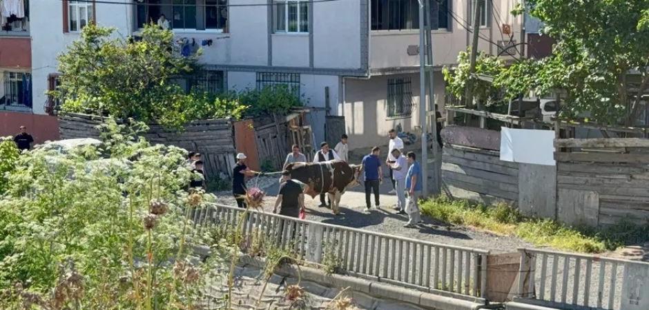 İstanbul'da ekipler işbaşında! Sokakta kurban kesimine ceza yağıyor
