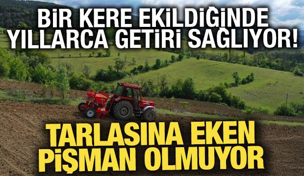 Tarlasına eken pişman olmuyor! Bir kere ekildiğinde yıllarca getiri sağlıyor