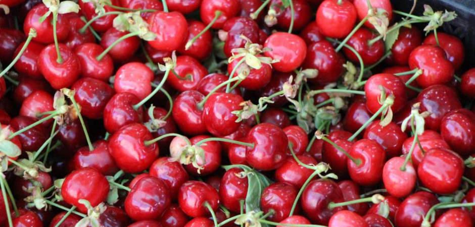 Amasya kirazı tezgahlarda: Fiyatı 50-100 TL arasında