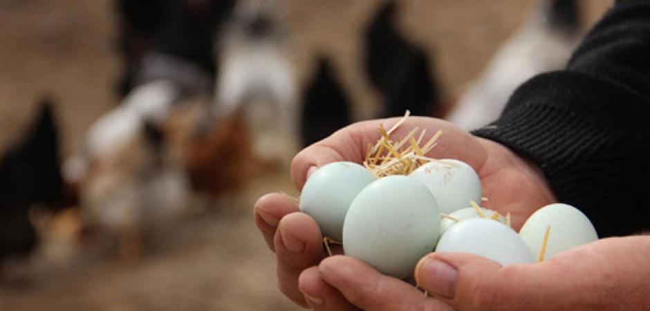 &Uuml;reticide 3 lira markette 10 lira! Yumurta fiyatlarında b&uuml;y&uuml;k fark