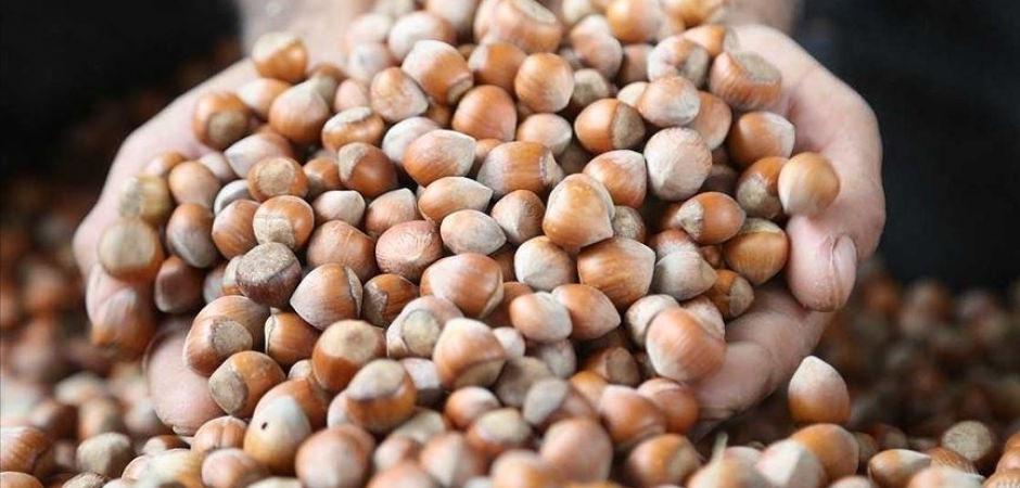 Karadeniz fındığı yılın ilk beş ayında ekonomiye dev d&ouml;viz girdisi sağladı