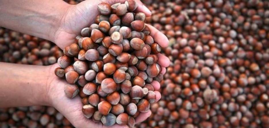 Fındıkta kritik s&uuml;re&ccedil; başladı! 130 bin &uuml;reticinin g&ouml;z&uuml; bu sonu&ccedil;ta: 400 noktada inceleme