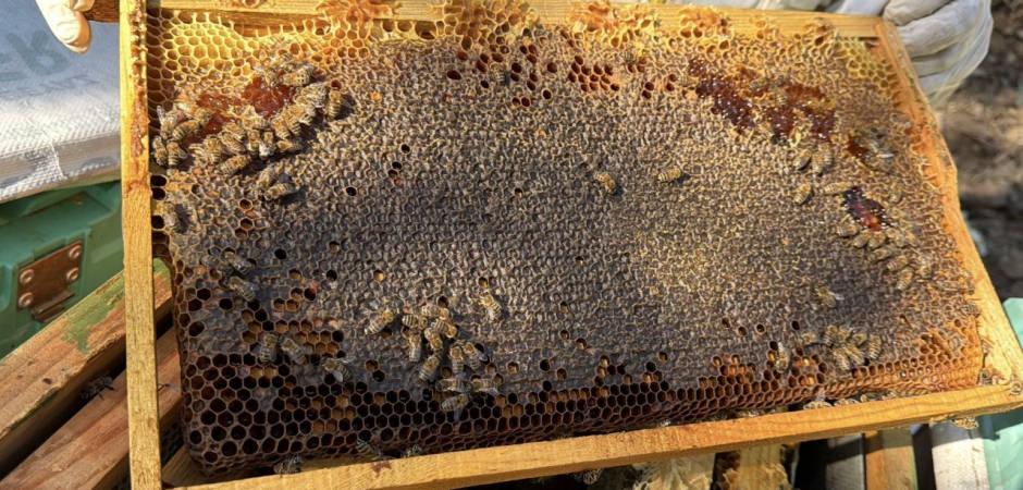 5 yıldır d&uuml;nya birincisi! Bu bal T&uuml;rkiye'de &uuml;retiliyor