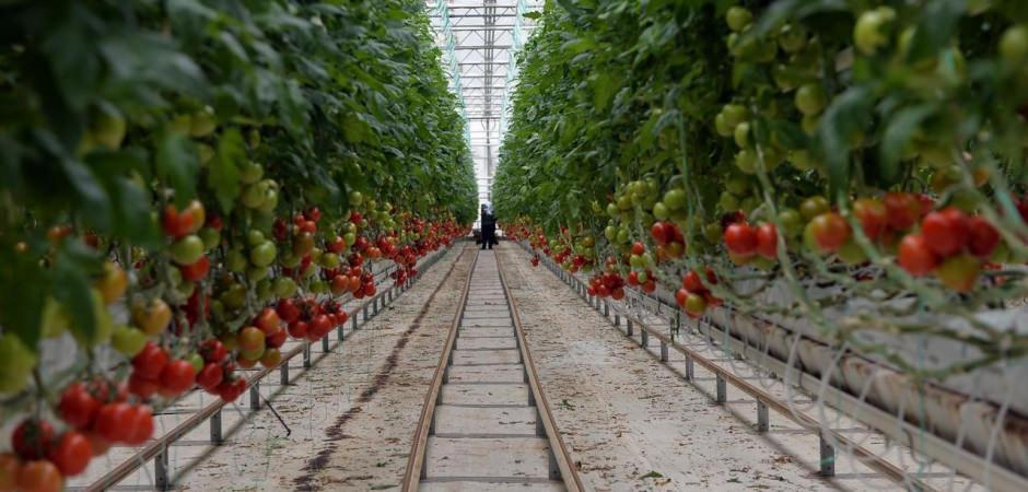 İzmir Dikili&rsquo;de dev sera hamlesi! Yıllık 80 bin ton &uuml;retim, 3 bin 500 kişiye istihdam