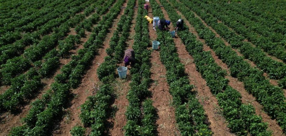Urfa'nın isotuna rakip &ccedil;ıktı: Gelin acımızı yarıştıralım!