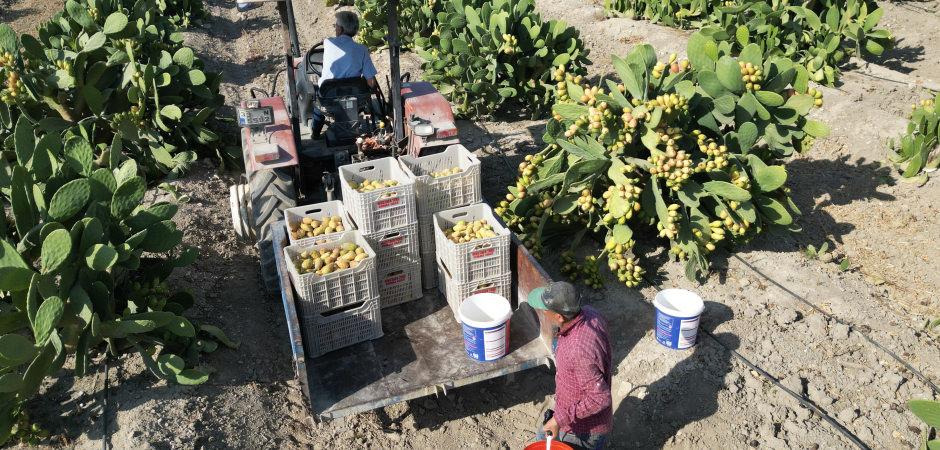 Toplaması &ccedil;ile, tadı doyumsuz! Kilosu 30 liradan satışa &ccedil;ıktı 