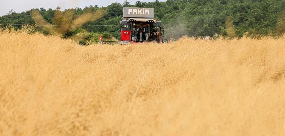 335 bin dekarlık alanda buğday hasadı: Verim y&uuml;ksek fiyat aynı!