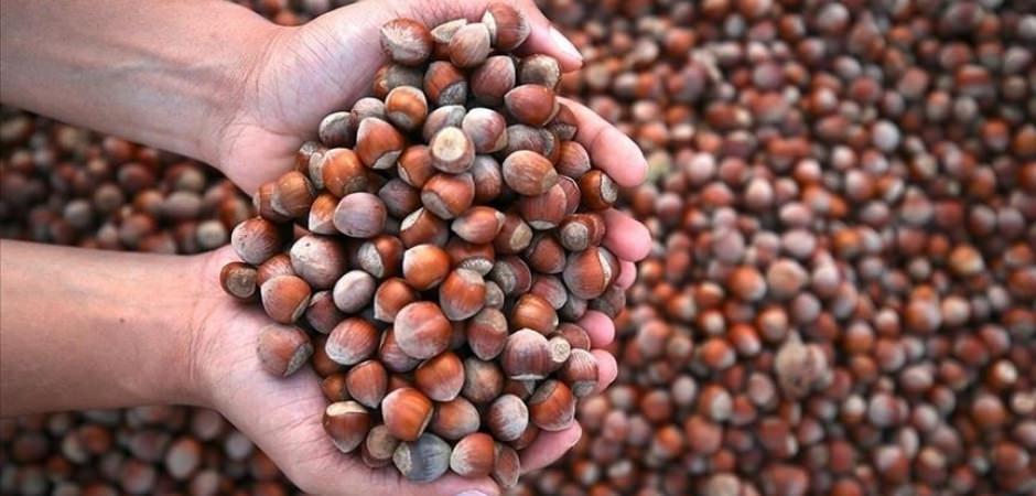 SON DAKİKA: Fındık alım - satım fiyatı belli oldu!