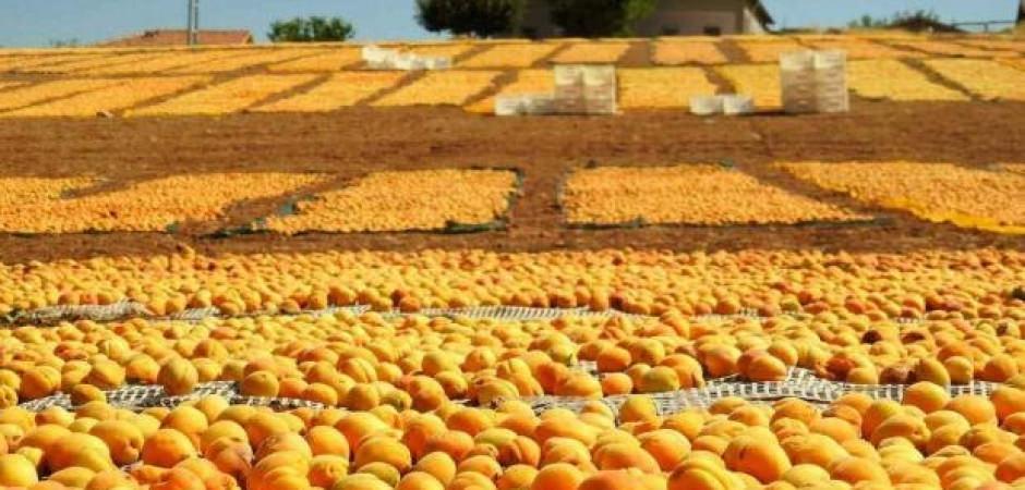 Malatya&rsquo;da kayısı bereketi: &Uuml;reticinin y&uuml;z&uuml; bu yıl g&uuml;l&uuml;yor!