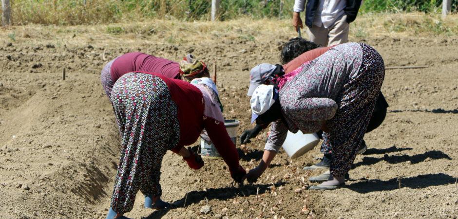 80 bin &ccedil;i&ccedil;ekten sadece 500 gram elde ediliyor: Kilosu 600 bin lira