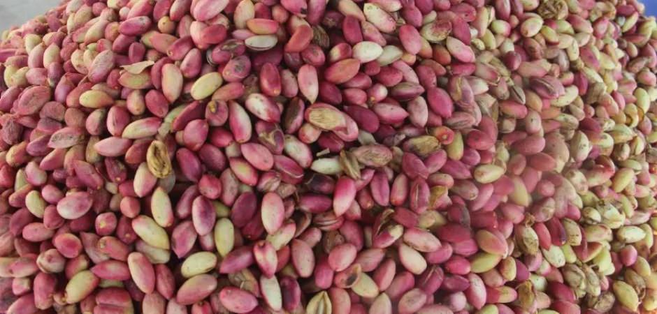 Tezgahlarda yerini aldı! Kilogramı 700 lira