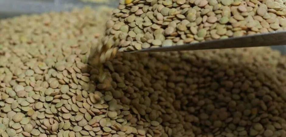 TMO yeşil mercimek alımına dair esasları a&ccedil;ıkladı