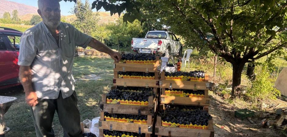 200 yıllık bağlarda hasat başladı: Kilosu 200 lira